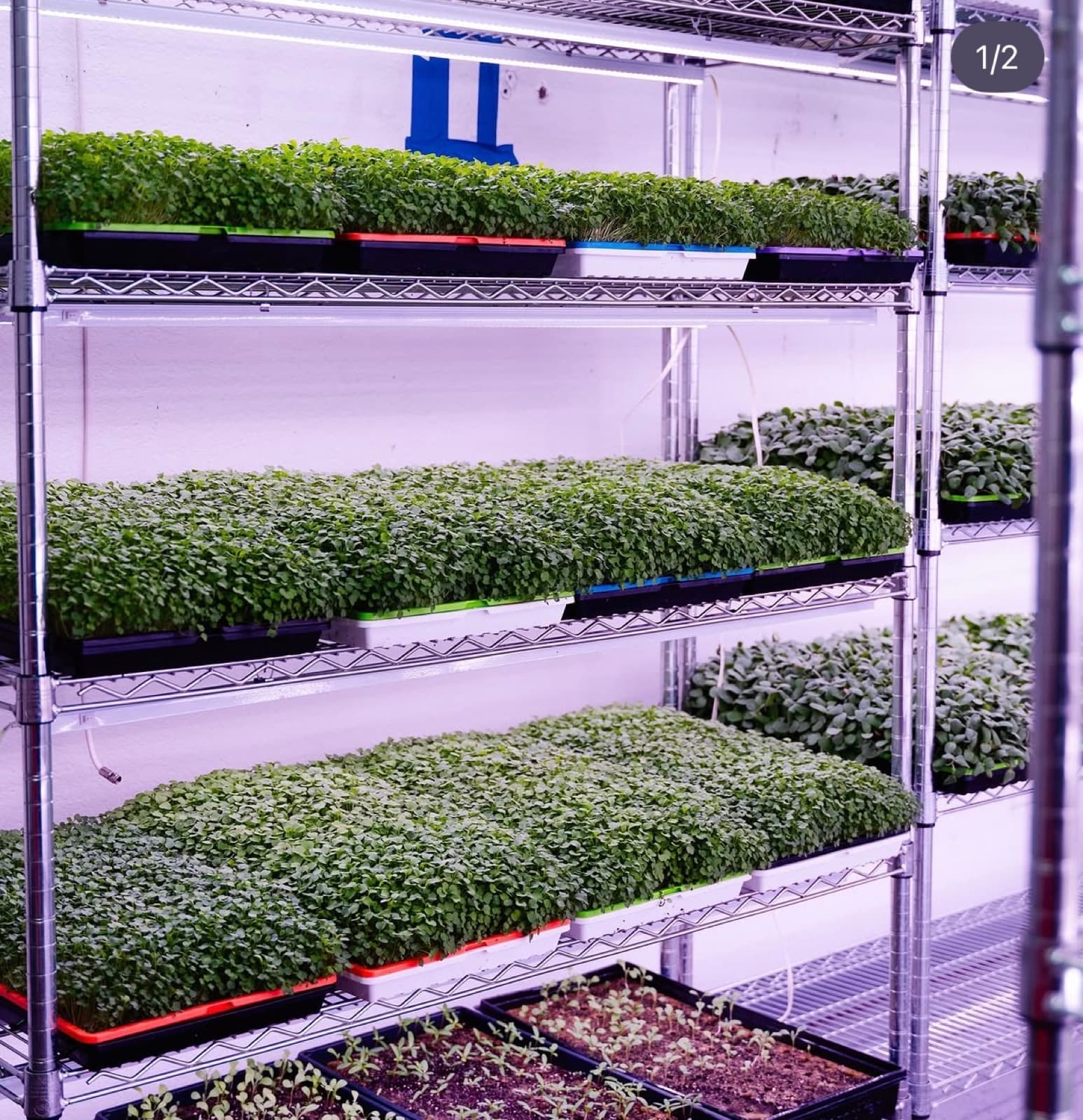 Full vertical rack of microgreens