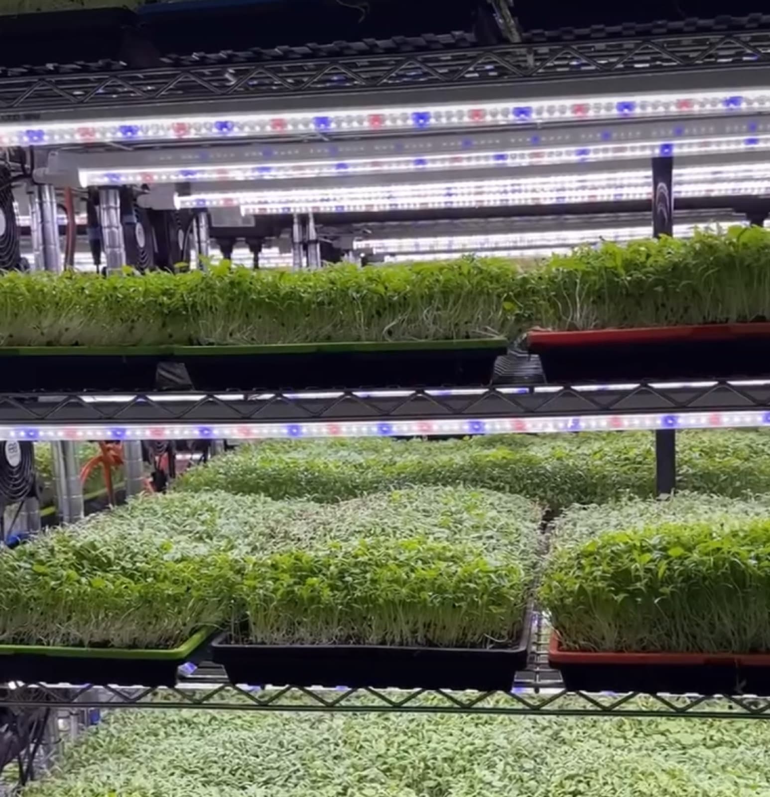 Indoor microgreen grow rack