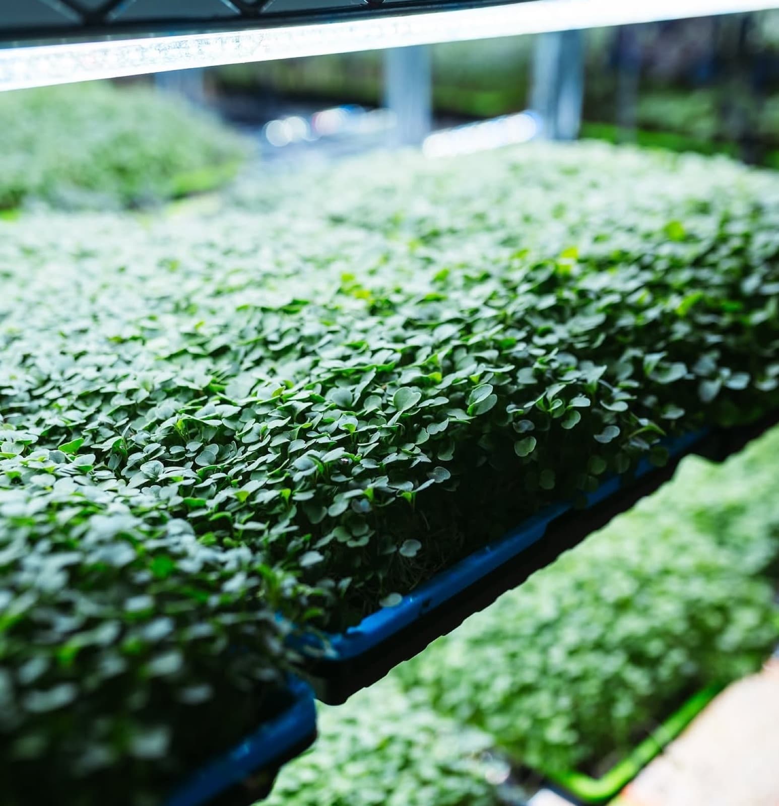 Mature microgreens ready for harvest