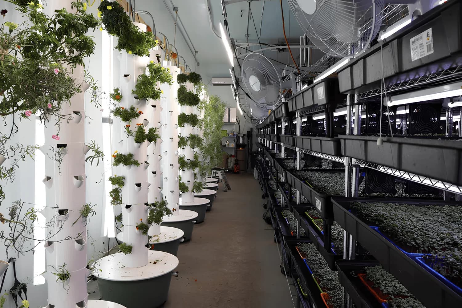 Corridor of grow racks at the Urban Roots Farms facility