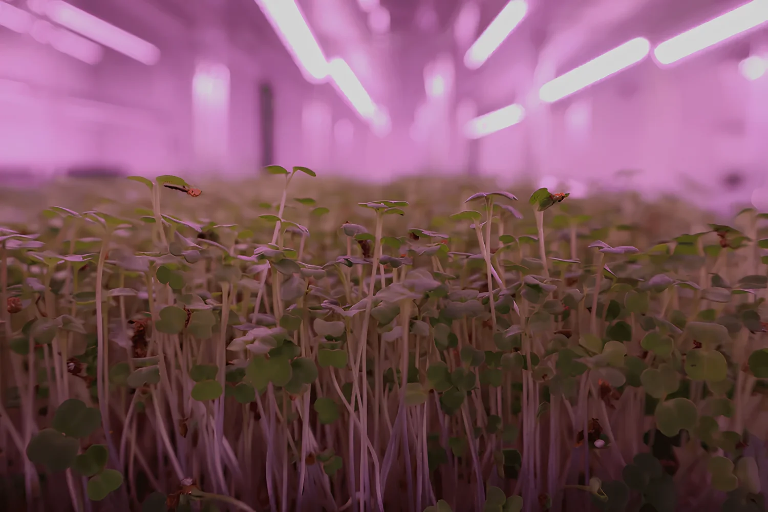 Microgreens under purple grow lights