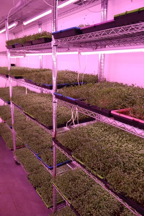 Rows of mature microgreens under purple grow lights