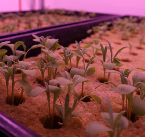 Microgreen sprouts pushing through rockwool