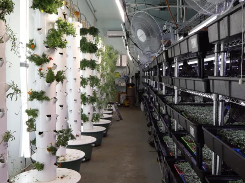 Hydroponic tower garden alongside microgreen racks