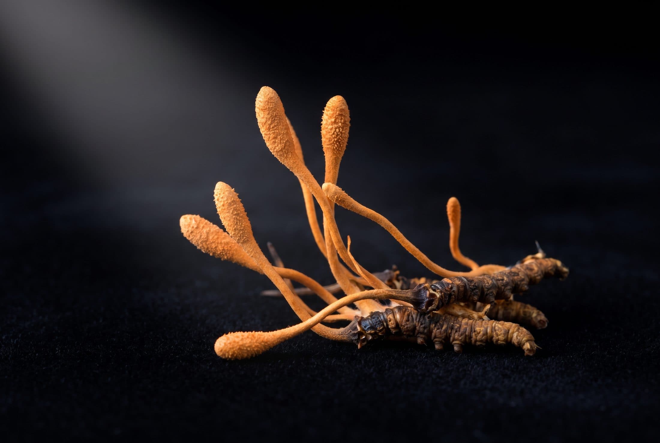 Cordyceps