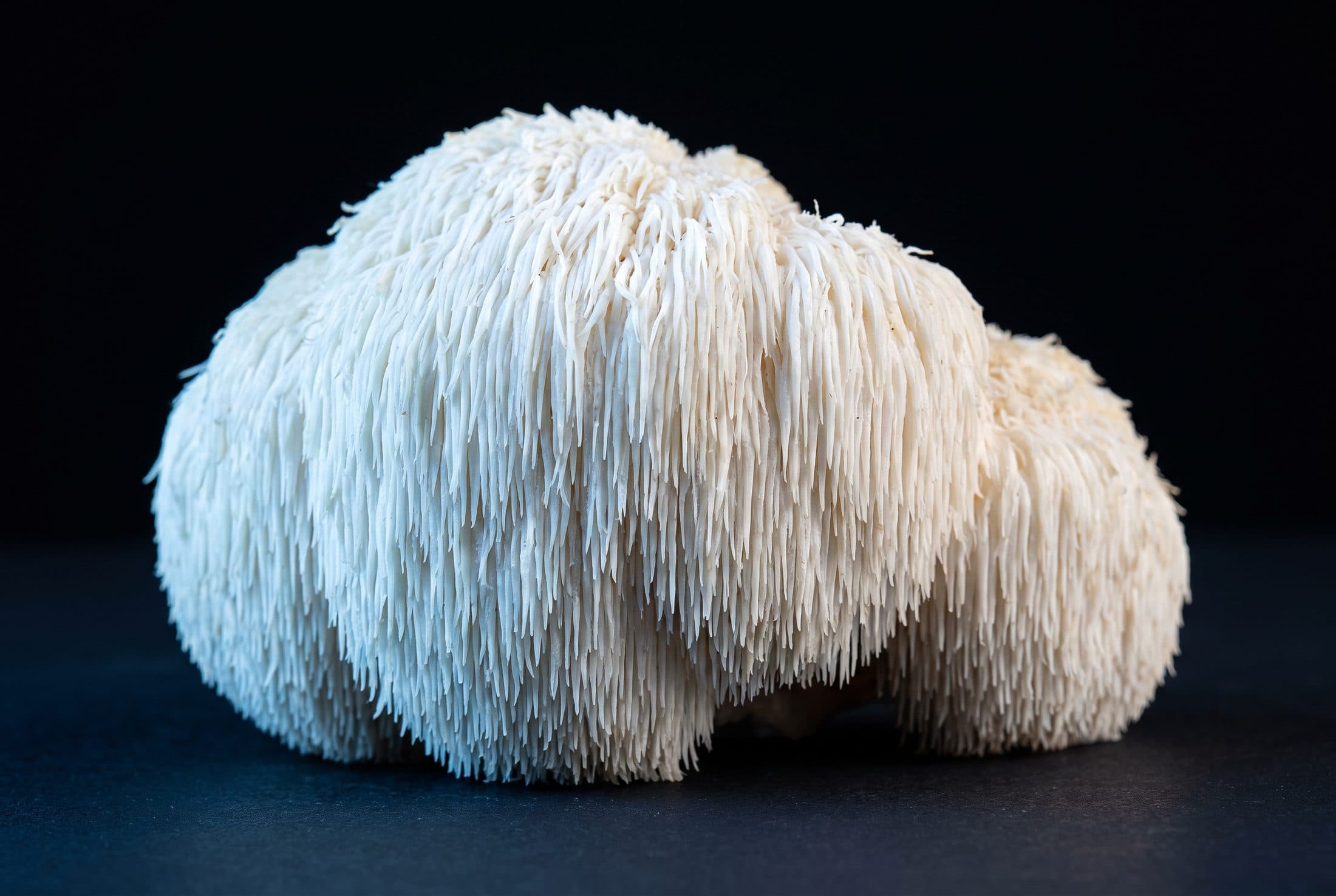 Lion's Mane