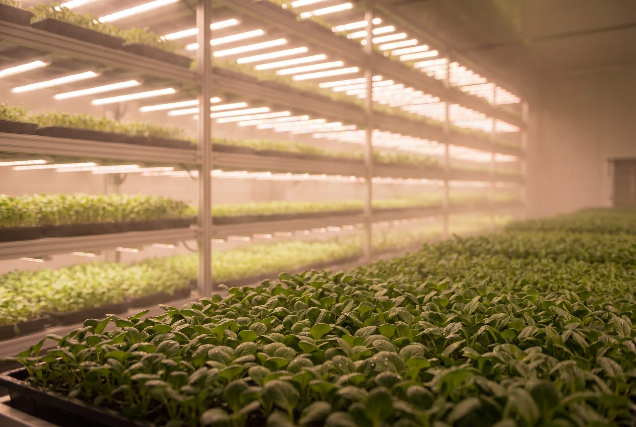 Grown on our racks.