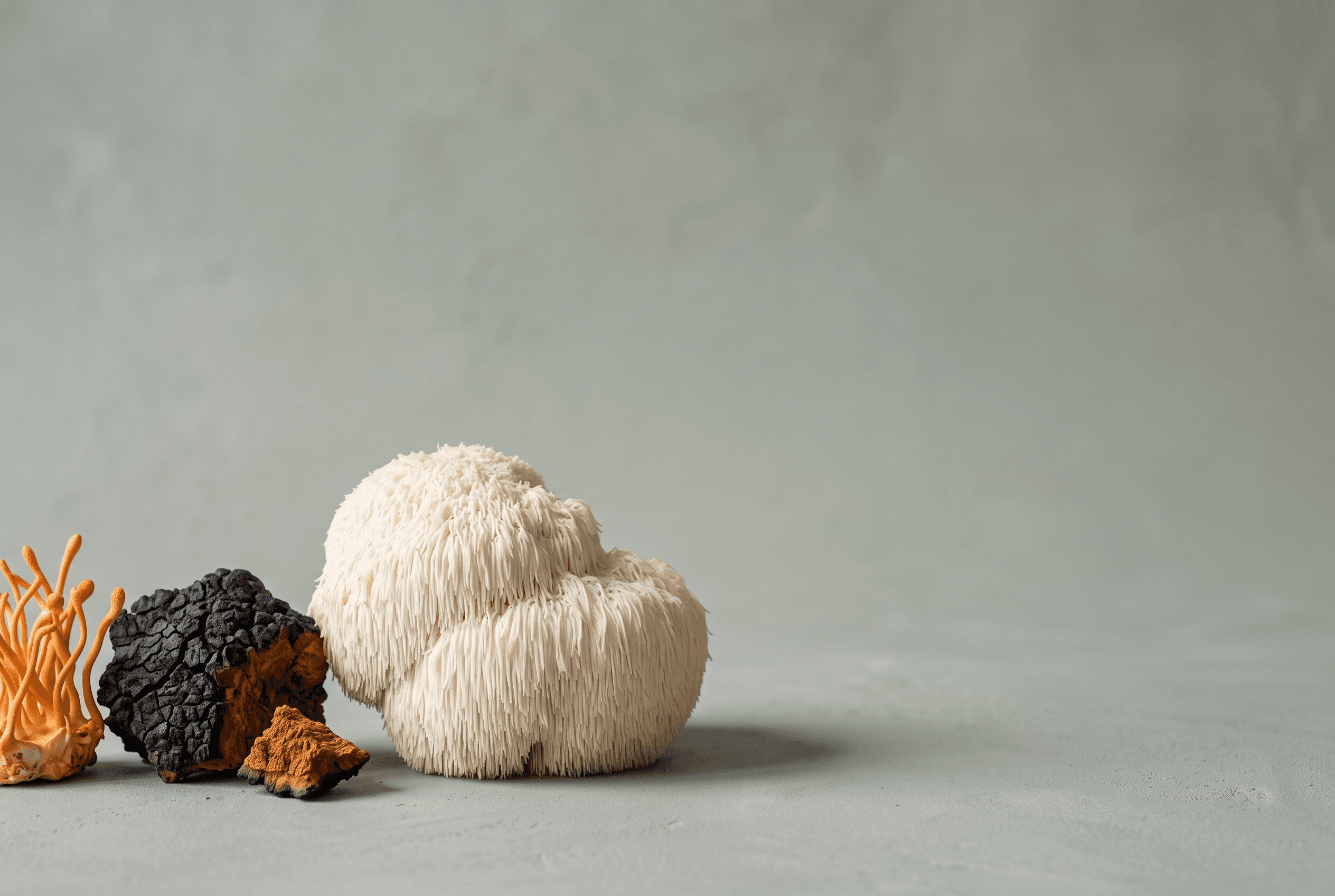 Illustrative still life of lion’s mane, cordyceps and chaga