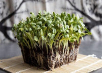 Sunflower Microgreens