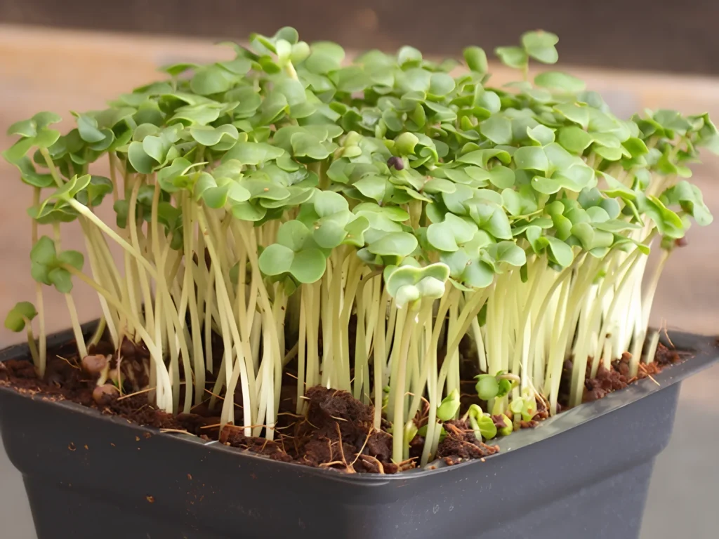 Image of broccoli microgreens.