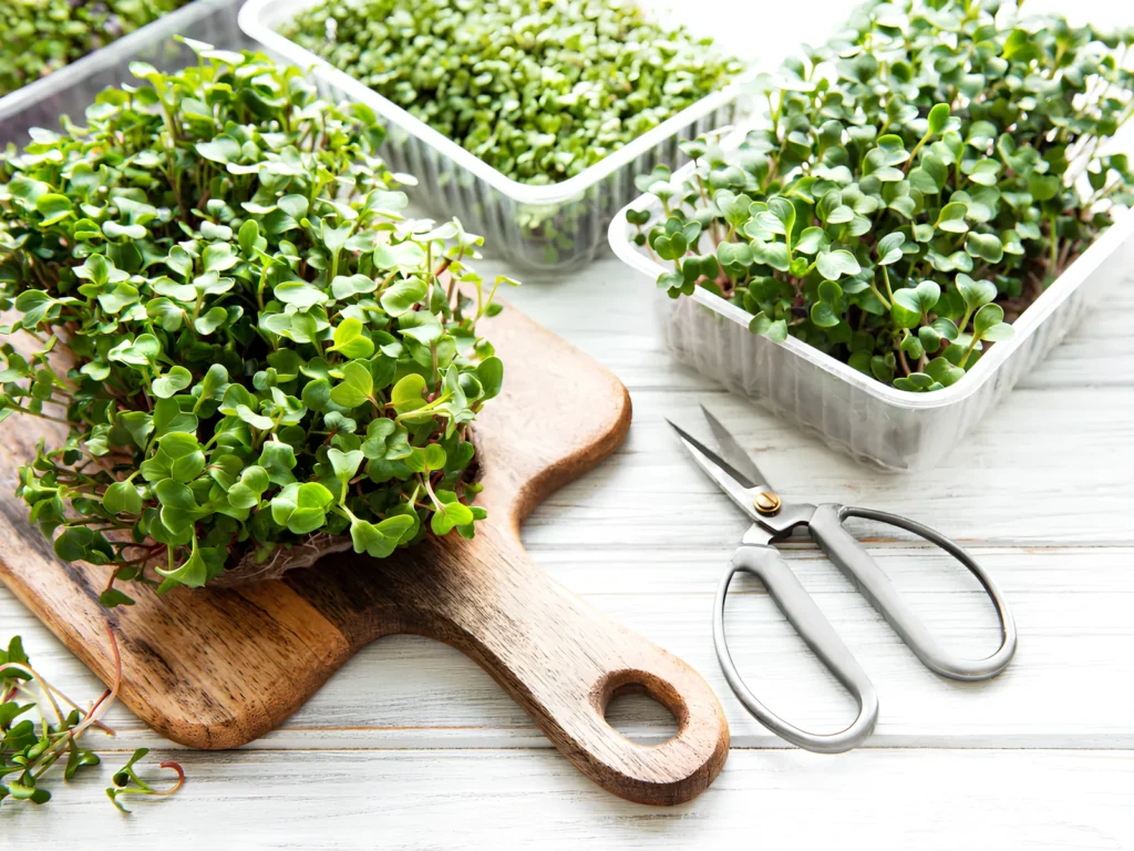 Image of microgreens.