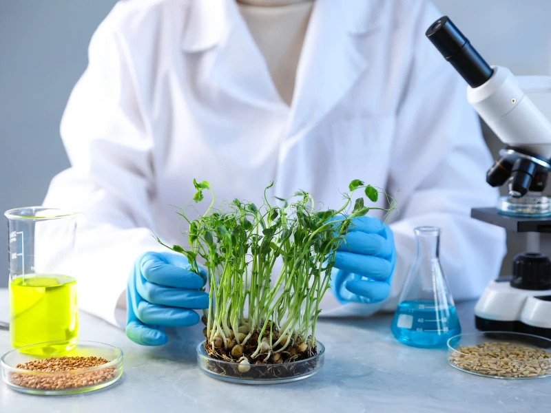 Broccoli microgreens containing iron and folate for healthy blood cells.