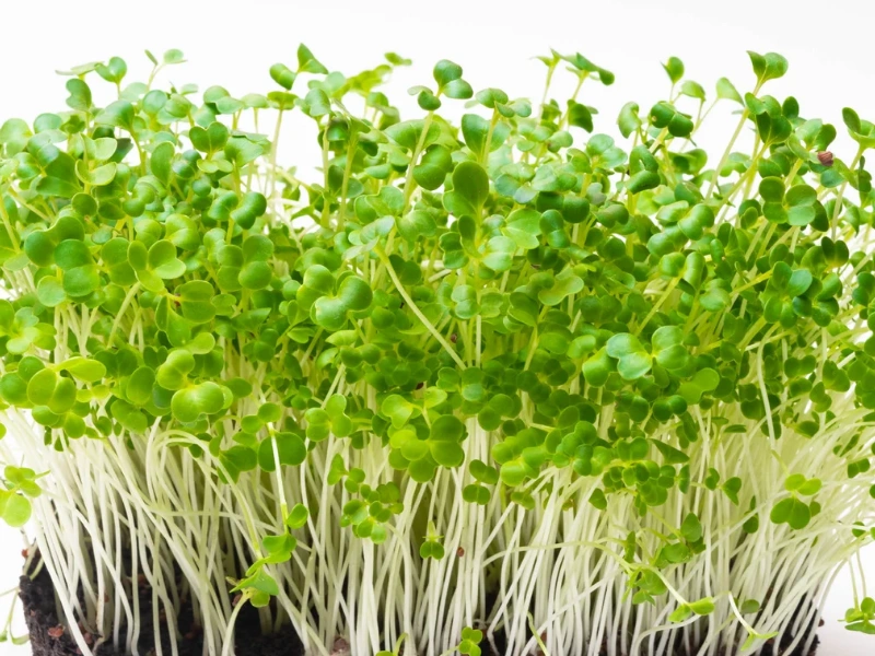 Broccoli microgreens providing antioxidants to reduce oxidative stress.