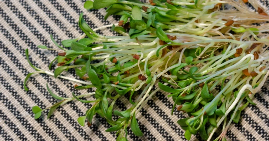 Fresh broccoli microgreens, highlighting Nrf2 activation and cancer-fighting nutrients.