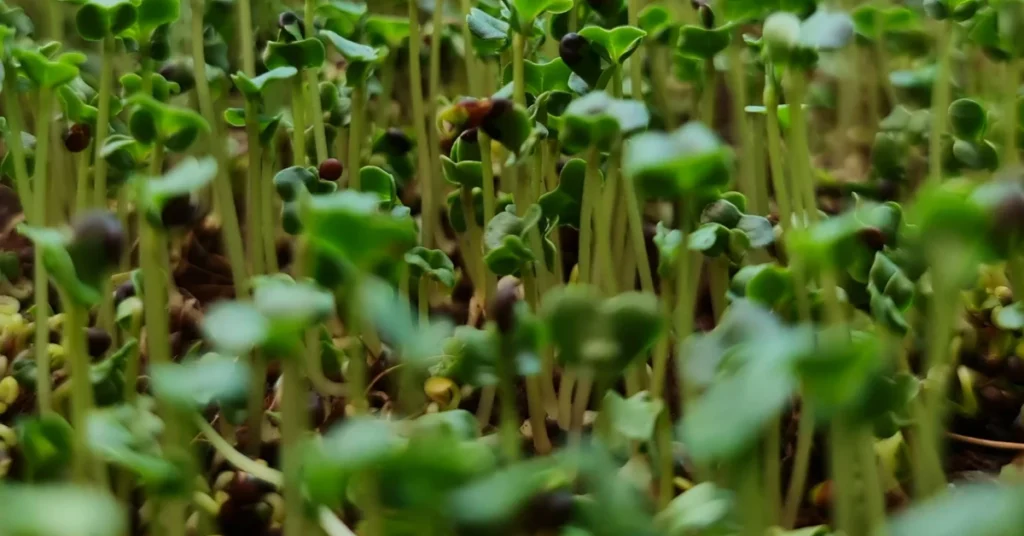 Fresh broccoli microgreens, rich in sulforaphane for cancer support.