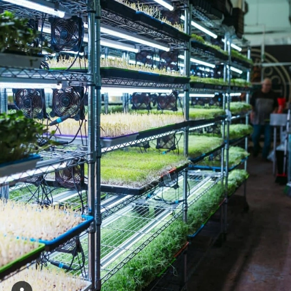 Illustration of selecting microgreens, subscription frequency, and checkout process.