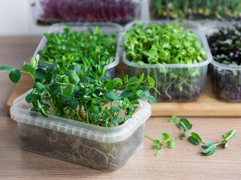 Image of a tray of microgreens by Urban Roots Farms.