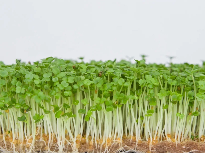 Image of arugula microgreens by Urban Roots Farms.