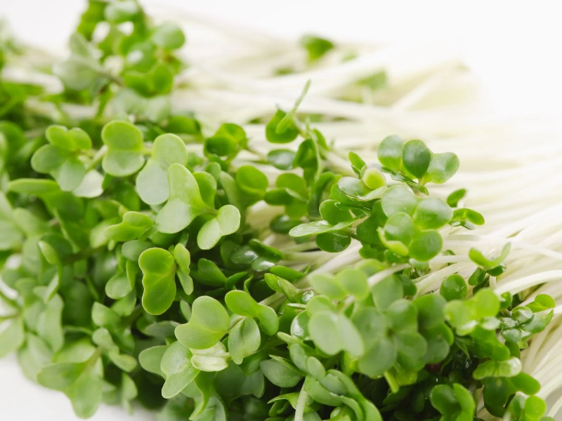 Image of broccoli microgreens from Urban Roots Farms.