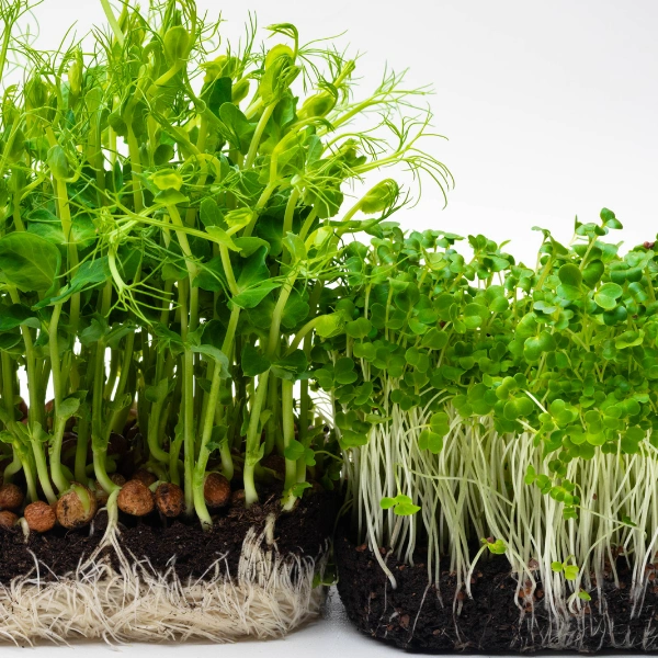 Image of broccoli microgreens.