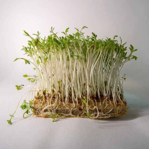 Image of broccoli sprouts