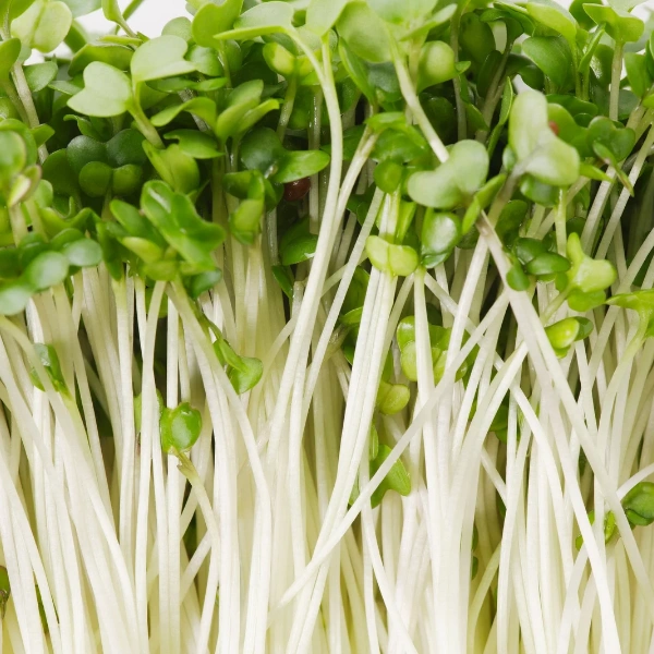Image of kale microgreens.