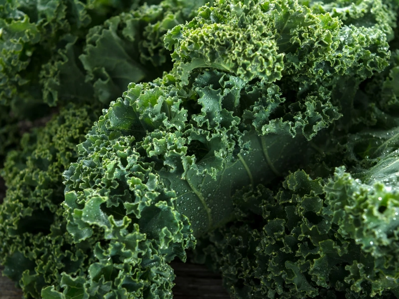 Image of kale.