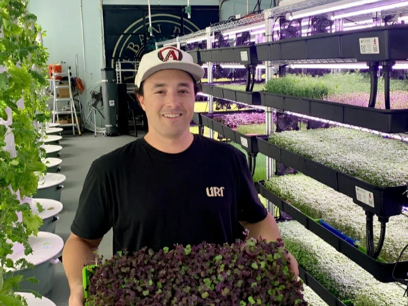 Image of microgreens being harvested by Urban Roots Farms.