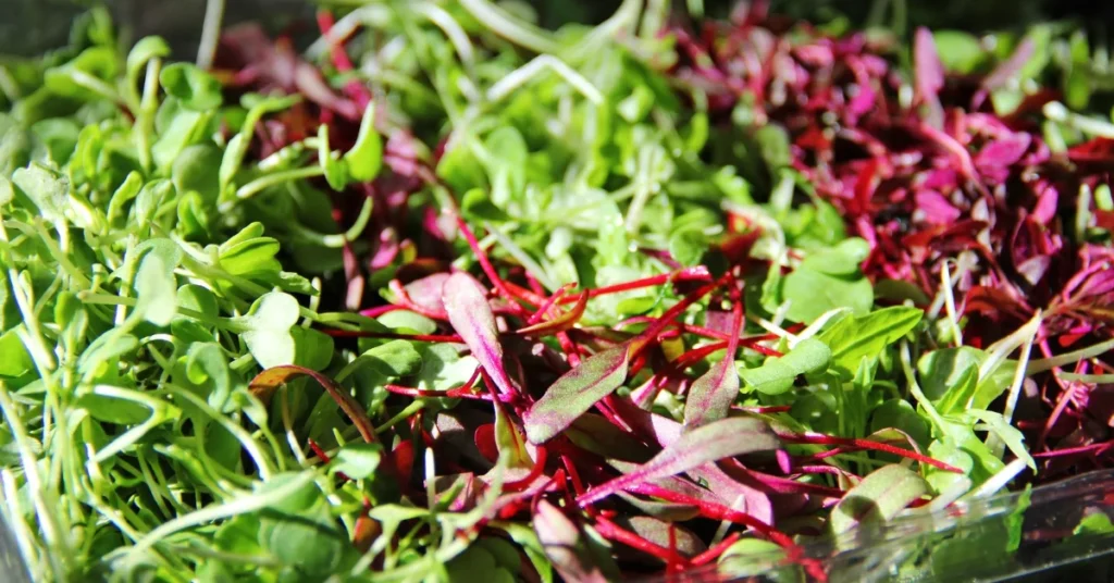 Image of microgreens by Urban Roots Farms.