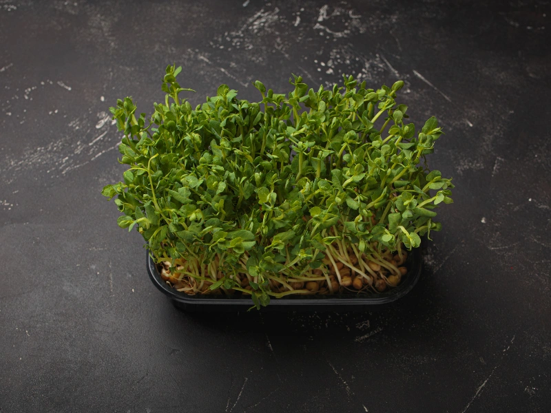 Image of pea shoots.