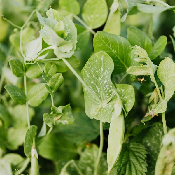 Image of peashoot microgreens (tendril pea).