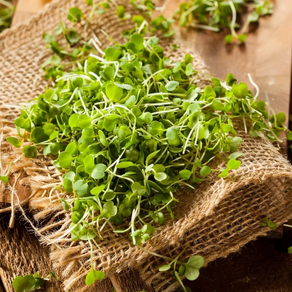 Image representing bioavailability (microgreens from Urban Roots Farms).