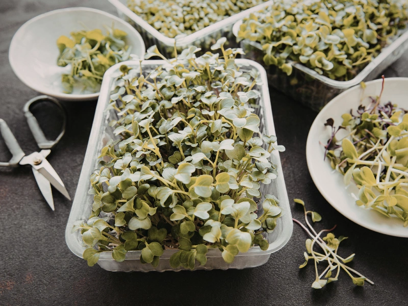 Preparing microgreens for smoothies.
