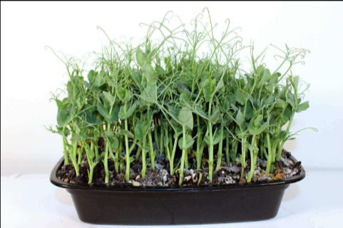 Microgreens