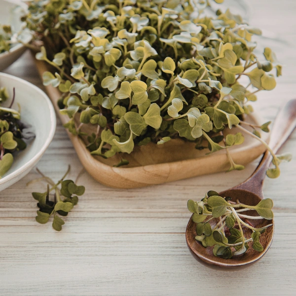 Image of fresh leafy microgreens for nutrition.