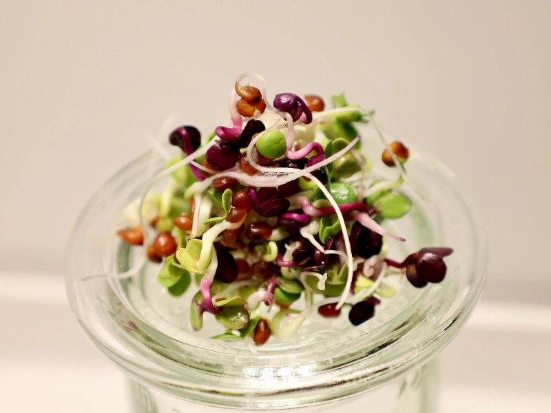 Image of fresh microgreens before being freeze-dried.