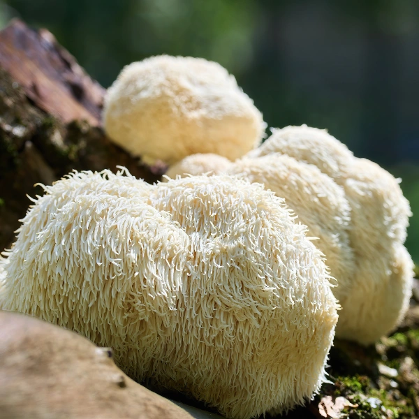 Image showing Lion’s Mane mushroom natural supplement close-up