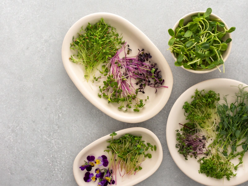 Image showing a variety of microgreens before being freeze-dried.