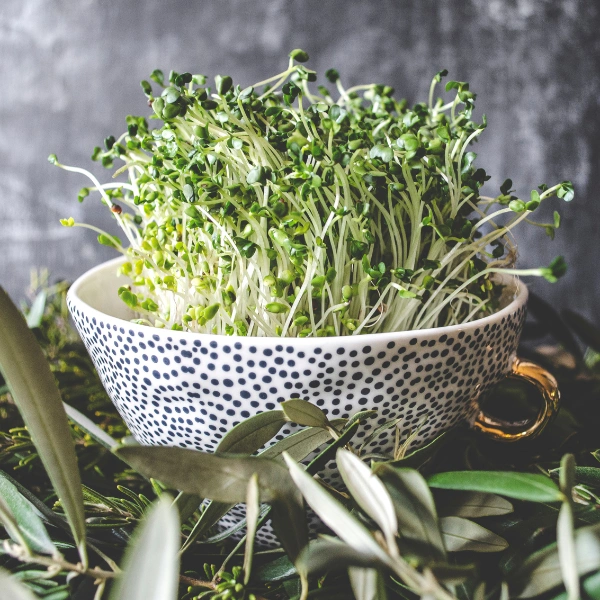 Image showing broccoli microgreens in a bowl.