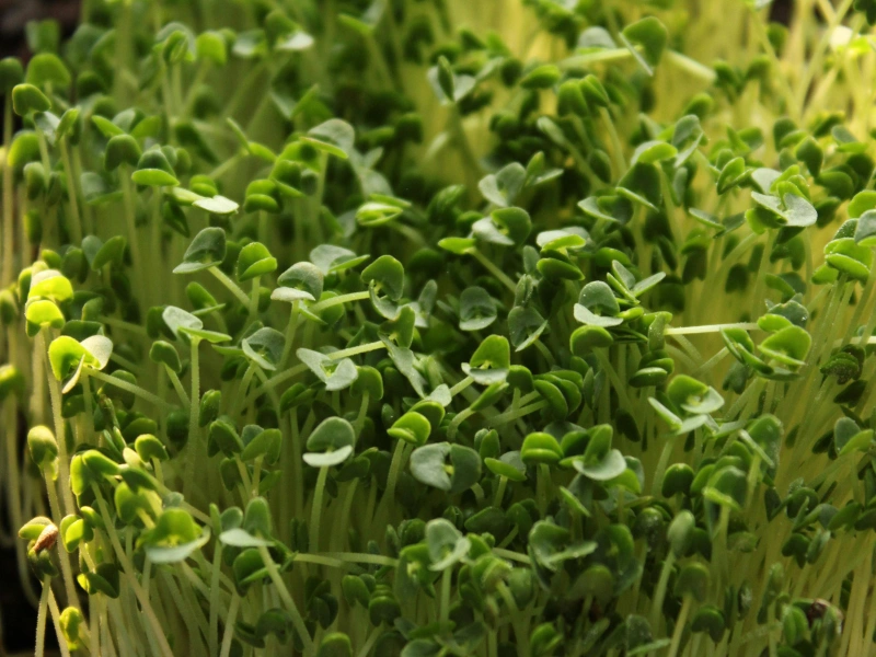 Image showing fresh broccoli microgreens close up.
