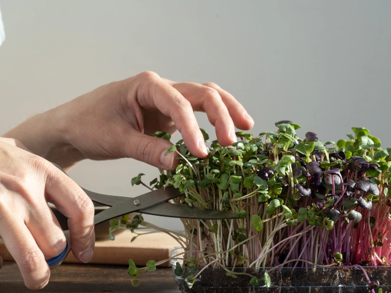 Image showing fresh microgreens ready for consumption.