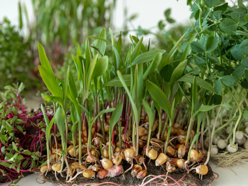 Image showing microgreens for different taste preferences.