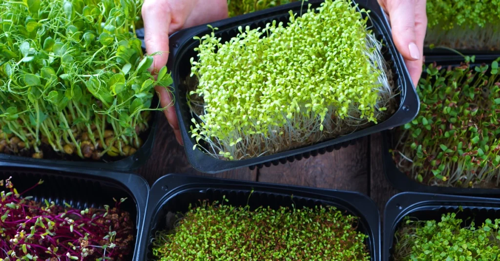 Image showing superfoods for energy boost stamina with microgreens.