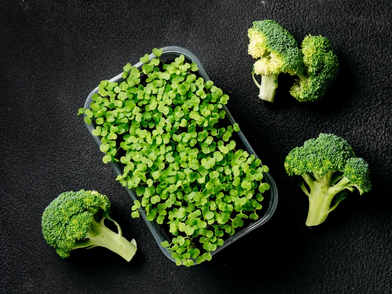Image of broccoli microgreens and freeze-dried powder.