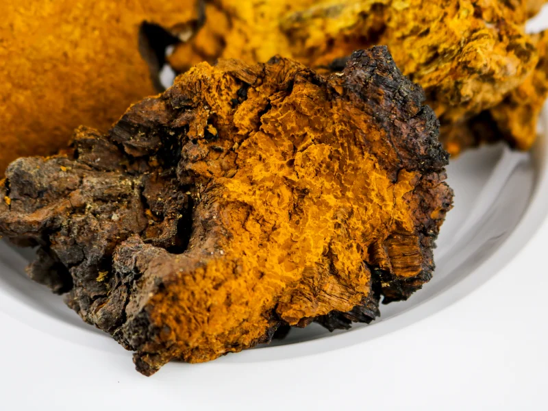 Image of chaga mushrooms in a bowl.