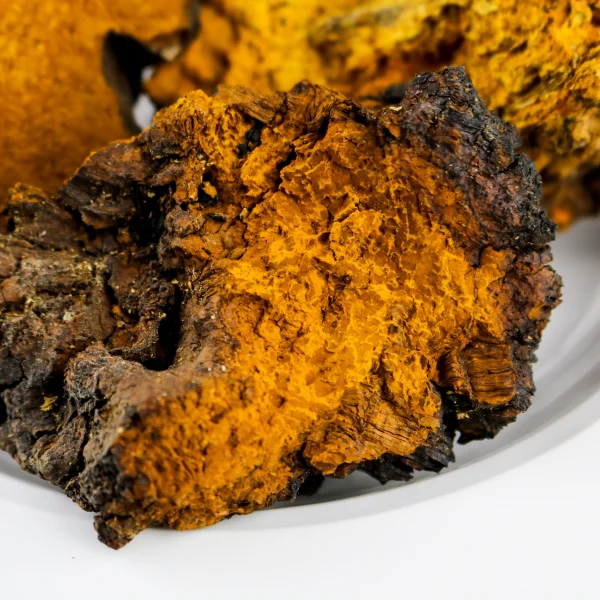 Image of chaga mushrooms.
