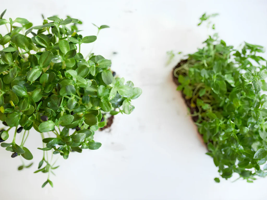 Image of fresh leafy microgreens and green powder supporting cardiovascular health.