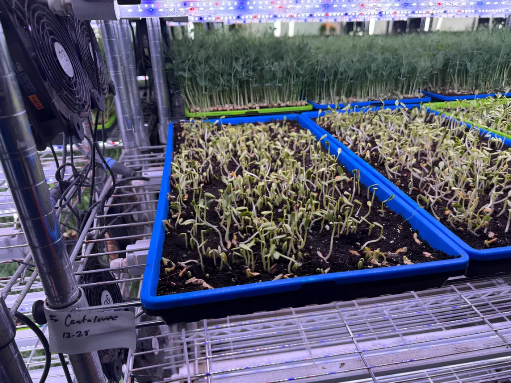 Image of fresh microgreens and powdered greens.