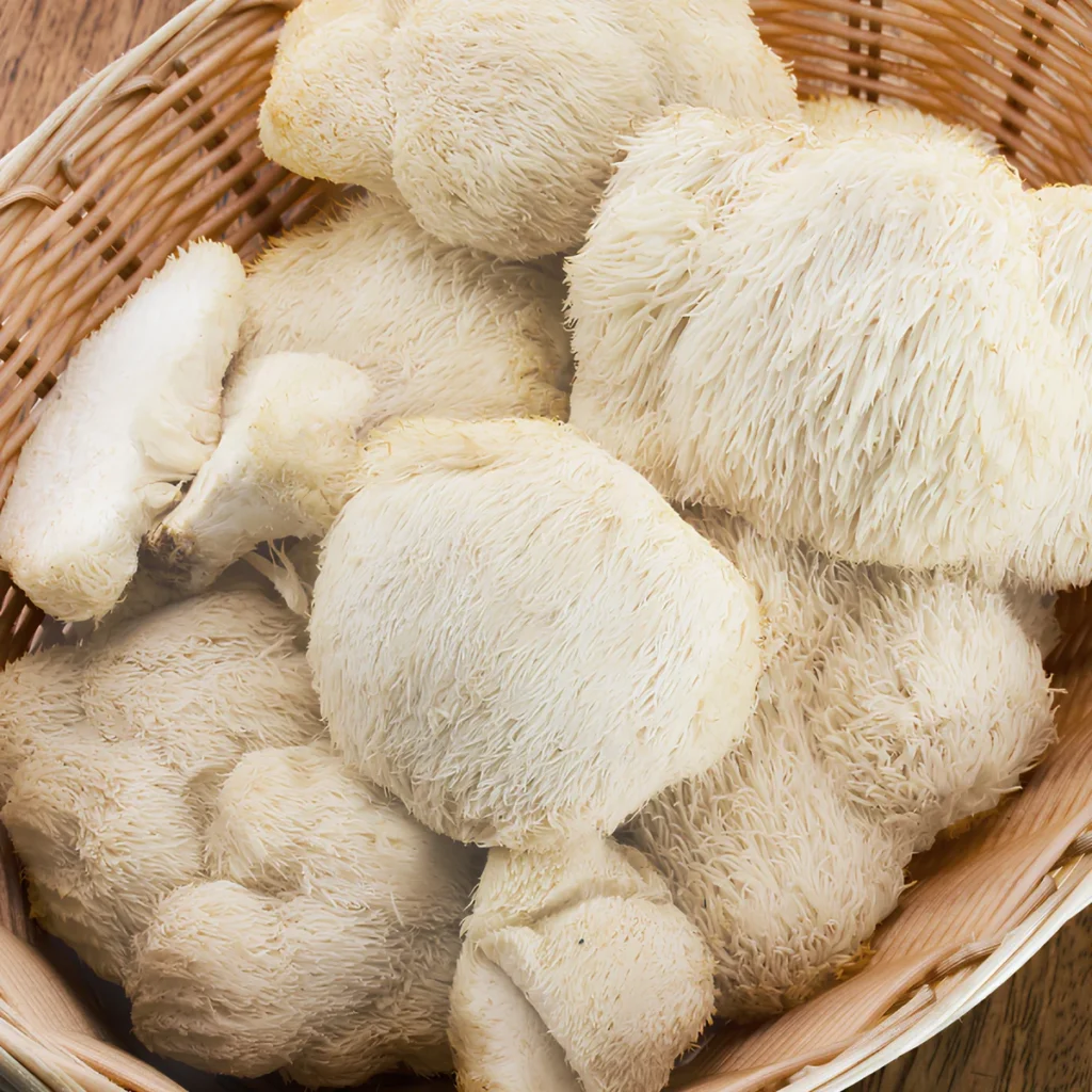 Image of lion's mane extract