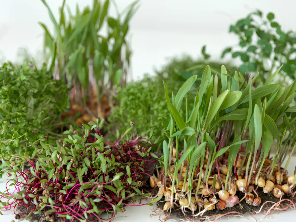 Image of microgreens rich in lutein and antioxidants supporting eye health.